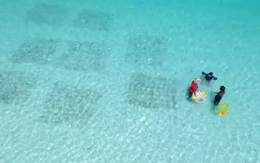   Засаждане на корали на остров Фи Фи Ле.