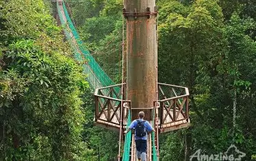 Неповторимата природа на Борнео включва гъсти джунгли със странни растения.