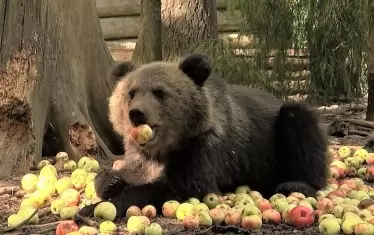 Доброволчеството на Никола стига и до мечките, на които е осигурил 14 тона ябълки.