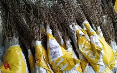 Всеки може да засади дърво, само да пожелае. А Никола ще му го достави с куриер.