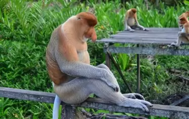  Носатите маймуни могат да се видят само на остров Борнео.