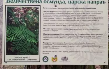 Информационна табела над село Ключ обяснява за рядката царска папрат.