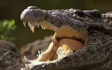 Черният кайман е сред най-опасните хищници. 