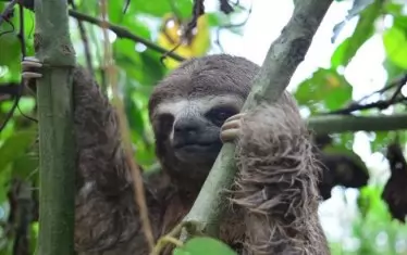  Амазония е дом на ленивците... 