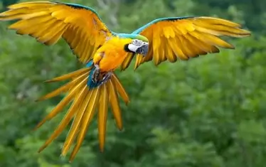 Пъстроперите папагали  радват окото. 