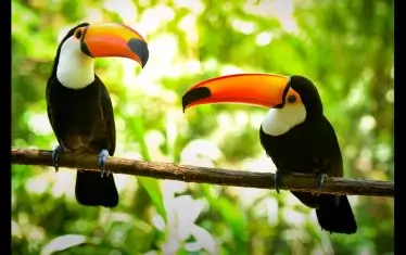 Туканите са известни като най-шумните птици. 
