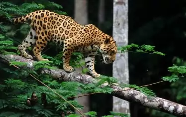 Повелителят на джунглата.