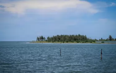 На най-младия остров в Папуа Нова Гвинея вече има цяла иглолистна горичка.