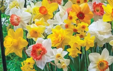 Нарцисът, наричан  и дафодил, е от семейство "Кокичеви". Има  най-малко 12 000 разновидности.