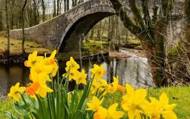 Според древногръцката митология Нарцис, син на речния бог Кефис и нимфата Лавриона, бил дарен с изключителна красота. Прорицателят Тирезий обаче казал на родителите му, че тяхното дете ще доживее до дълбока старост само ако никога не види лицето си. Но един ден младежът зърнал отражението си във вода и буквално се влюбил в лика си. Опитал се да докосне красивото лице и се удавил. На мястото пораснали красиви бели и жълти цветя – нарциси.