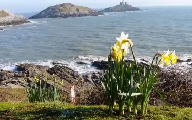  Нежното цвете расте навсякъде. 