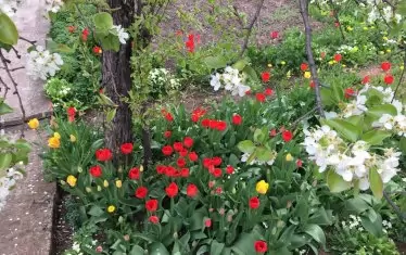 В Чипровци няма да видите двор без лалета.