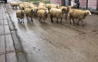  Овцете дават вълната, от която се тъче чипровският килим.