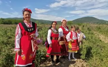 Розоберът в "оръжейната долина" тръгна без мераклии да берат