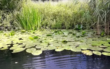 Жълтата водна лилия цъфти само по устието на Велека.