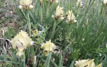 Сакарското диво лате е много красиво.