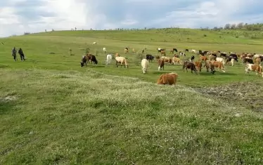  Тучните пасища на Бакърлиите.