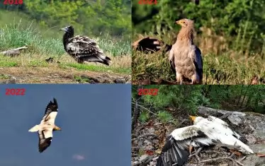 Бояна през годините