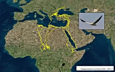 Маршрутът на Бояна в последните 3 години, записан от GPS тракера, закрепен на нея