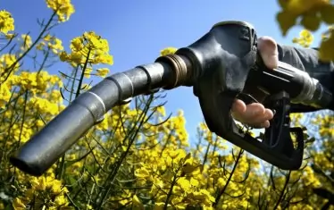 Производителите на рапица преминаха на преработката й в по-скъпия продукт - биодизел.
