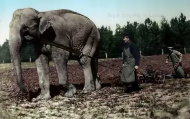 Докато чакал настаняване в Софийския зоопарк, Нал бил използван в резиденцията във Варна за селскостопанска работа.
