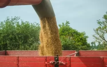 Временният кабинет също скочи срещу вноса на зърно от Украйна