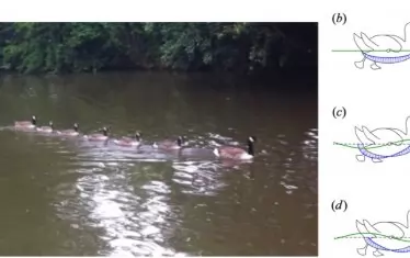 Патенцата плуват много по-лесно във формация (на снимката), отколкото когато са сами (на схемата),