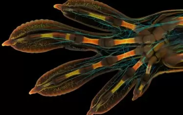 Ръка на гекон