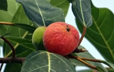  Дива смокиня