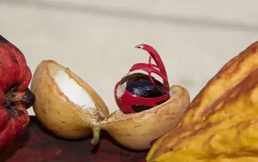  Индийско орехче