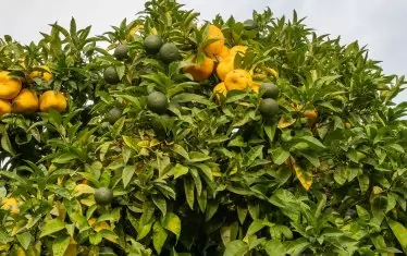  Това е най-северното място на планетата, където растат лимони.