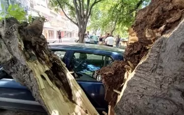 Ураган събори дървета в Пампорово