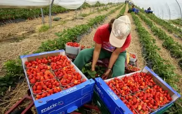 11 бедни области са основните донори на емигранти за ЕС