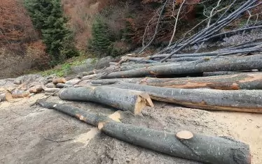 Дървообработващият сектор спира заради скъпата дървесина