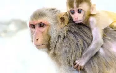Стотици маймуни изчезнаха от храм в Тайланд