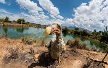  За съжаление, птицата додо отдавна е изчезнала и вече може да се види само върху герба на Мавриций и върху сувенири