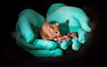 Японски учени получиха потомство от две мъжки мишки