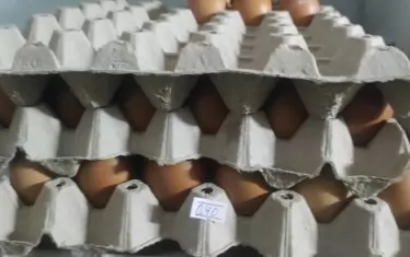 Птицевъди се уплашиха от "море" от яйца от Украйна 