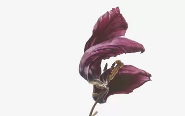  Творба на Лилияна Александрова