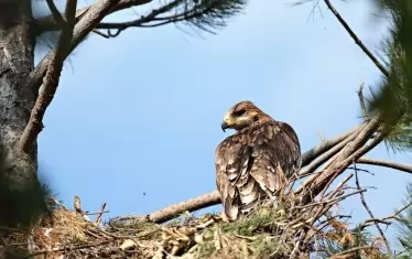 Царски орел