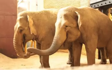 Два нови слона пристигнаха в Софийския зоопарк