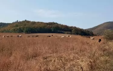 Поле, крави, сенчеста височинка - на нея поседнах.