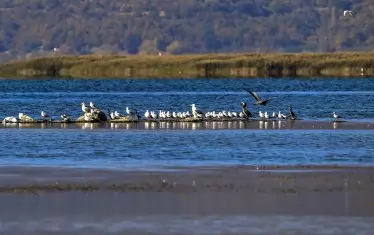  Застрашено е съществуването на повече от 200 вида птици.