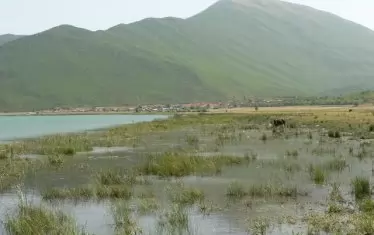  Земноводни, влечуги, насекоми намират подслон, храна и места за размножаване в околните блата.