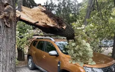Дърво падна върху кола в Стара Загора. За щастие няма жертви