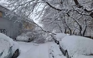 Тежкият сняг счупи много клони и събори дървета.