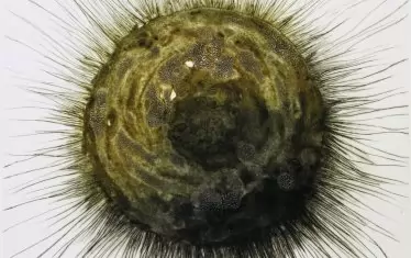 "Референти" - испанска графика