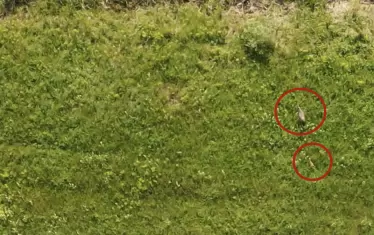 У нас дом на редките птици отново е Драгоманското блато.