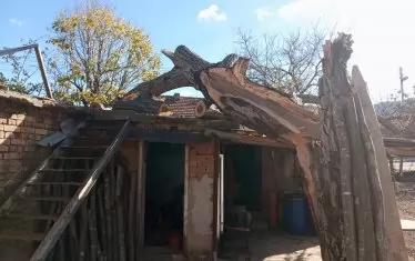 Орехът в двора на Рефик - на две.