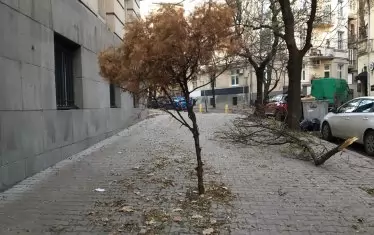 Клони все още лежат на тротоара зад Софийския университет.